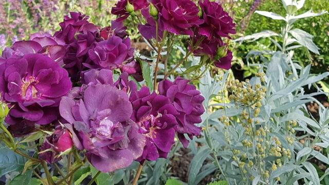 Jaques Larch Cabin Article 1