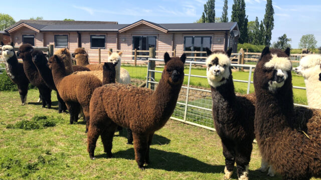 Stanger Alpacas Spring 2018